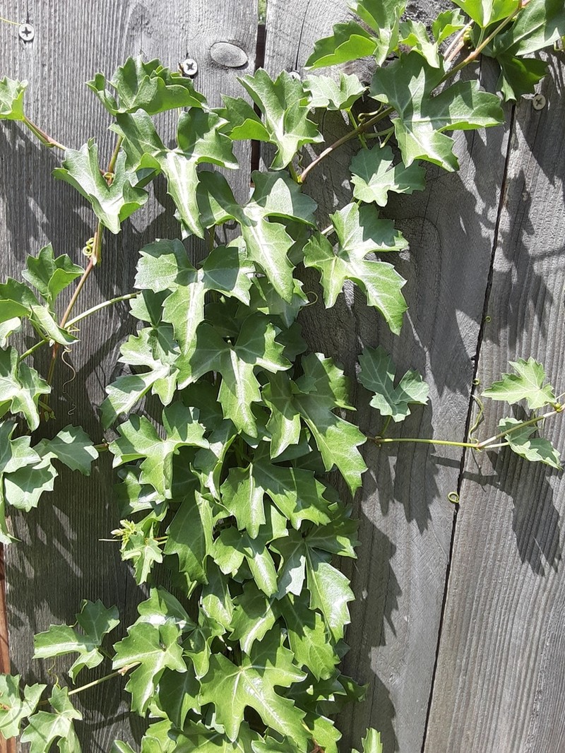 Sorrelvine photo 2