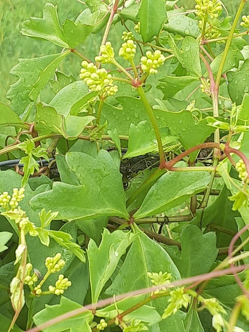 Sorrelvine photo 4