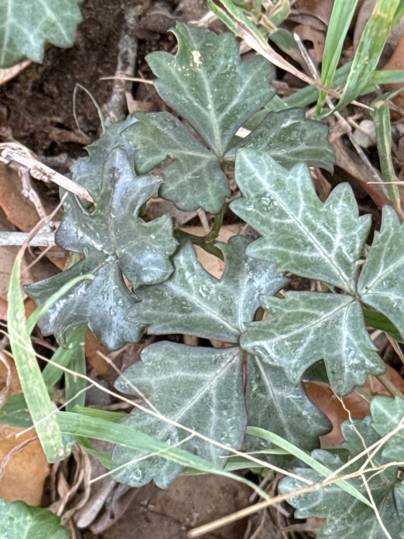 Sorrelvine photo 6