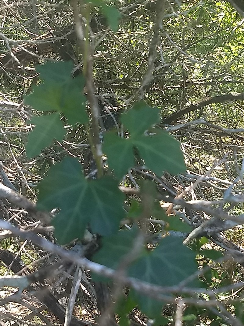 Sorrelvine photo 7