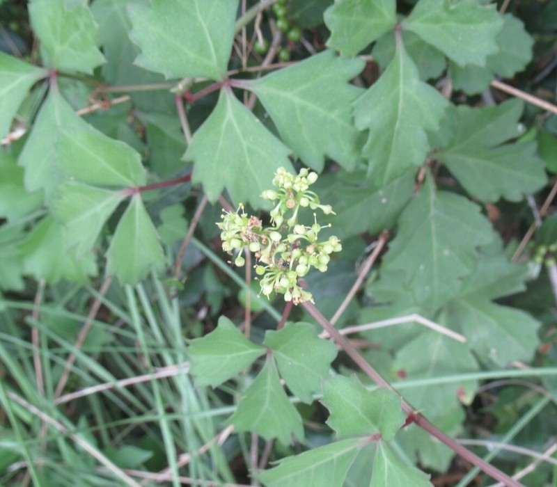 Sorrelvine photo 8
