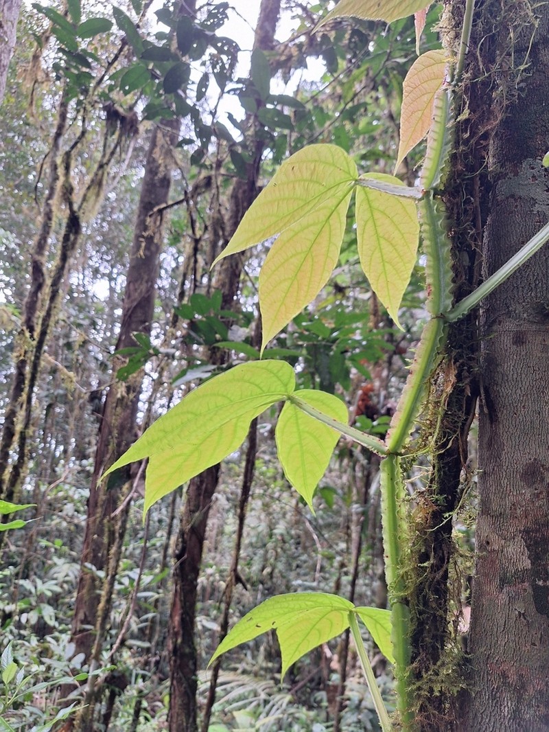 Cissus trigona