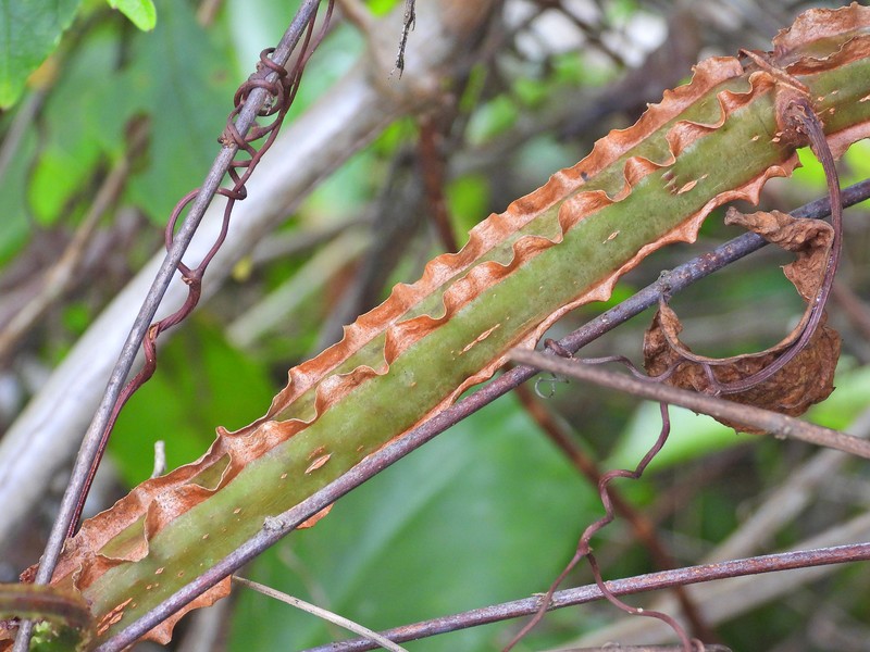 Cissus trigona photo 3