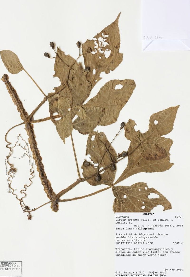 Cissus trigona photo 4