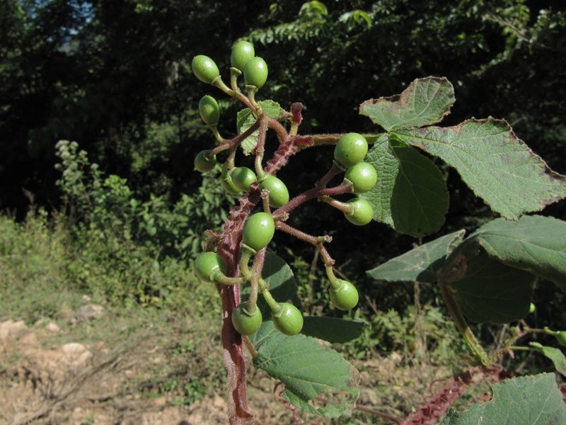 Cissus trigona photo 5