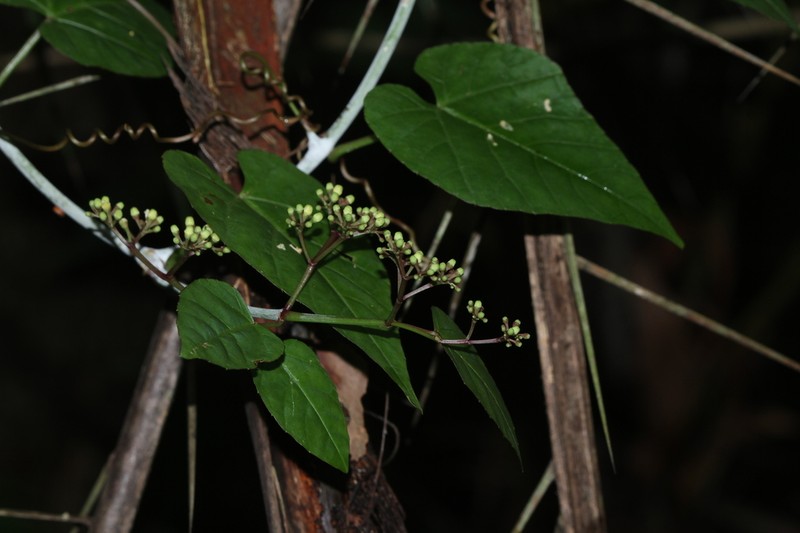 Cissus triloba photo 2