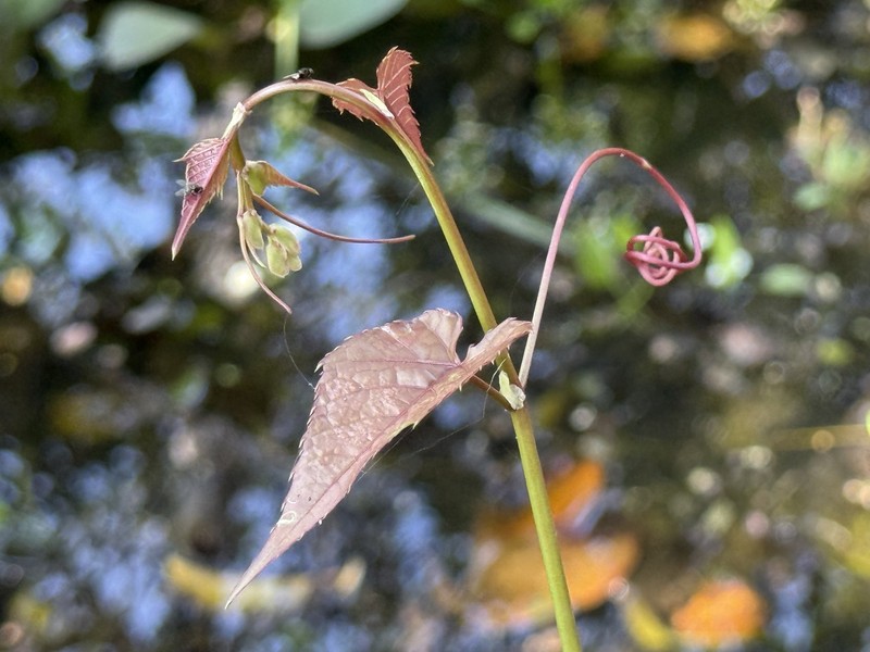Cissus triloba photo 3