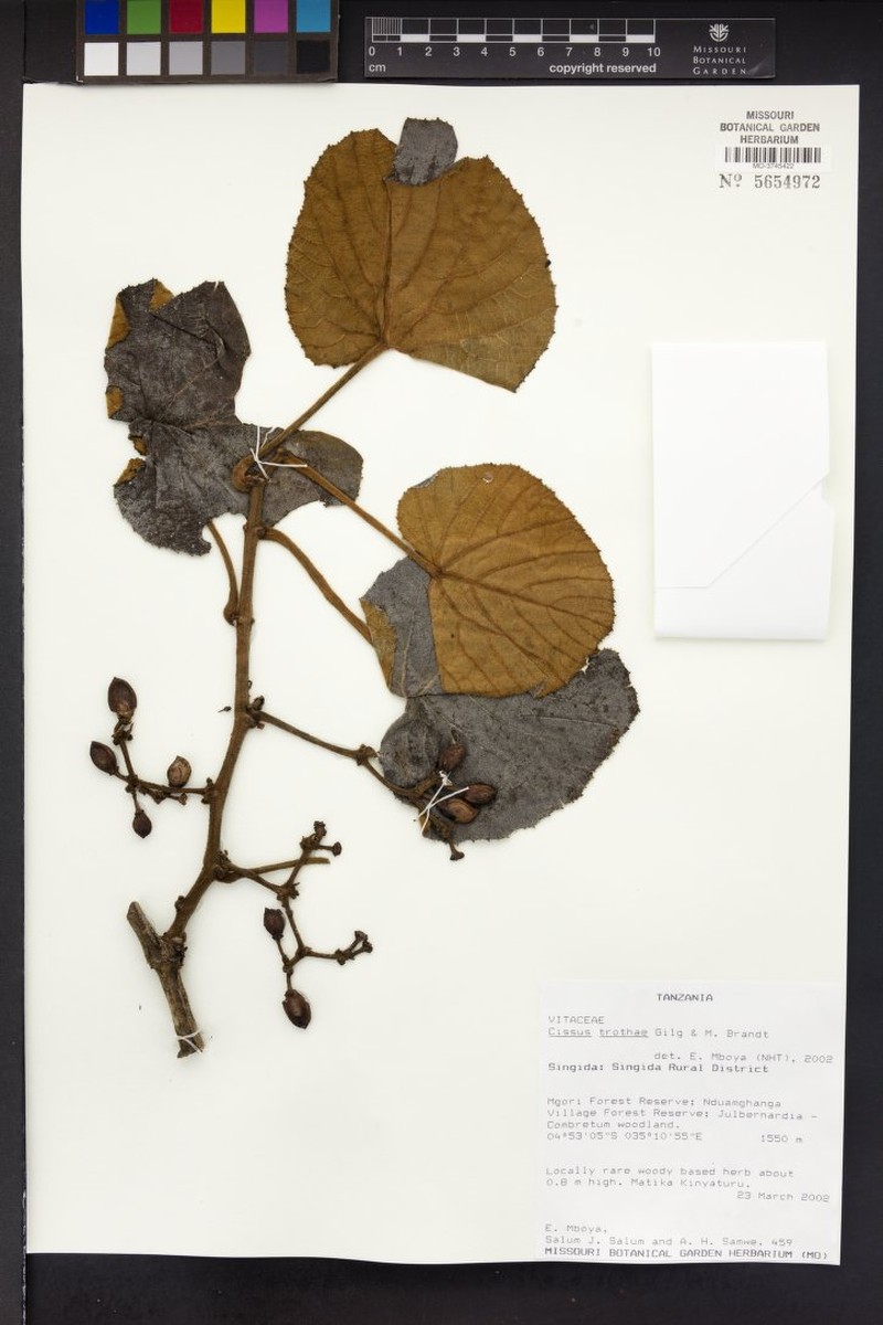 Cissus trothae
