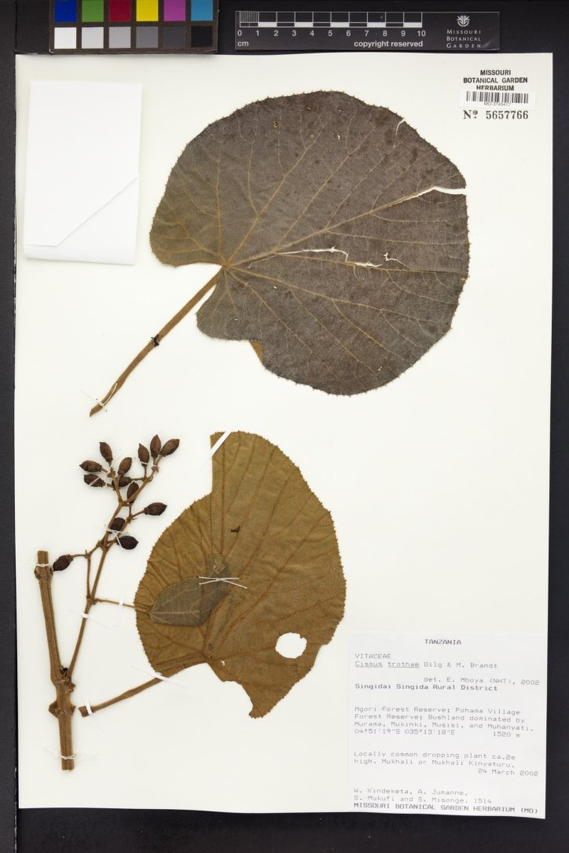Cissus trothae photo 2