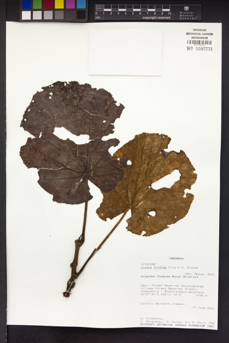 Cissus trothae photo 3