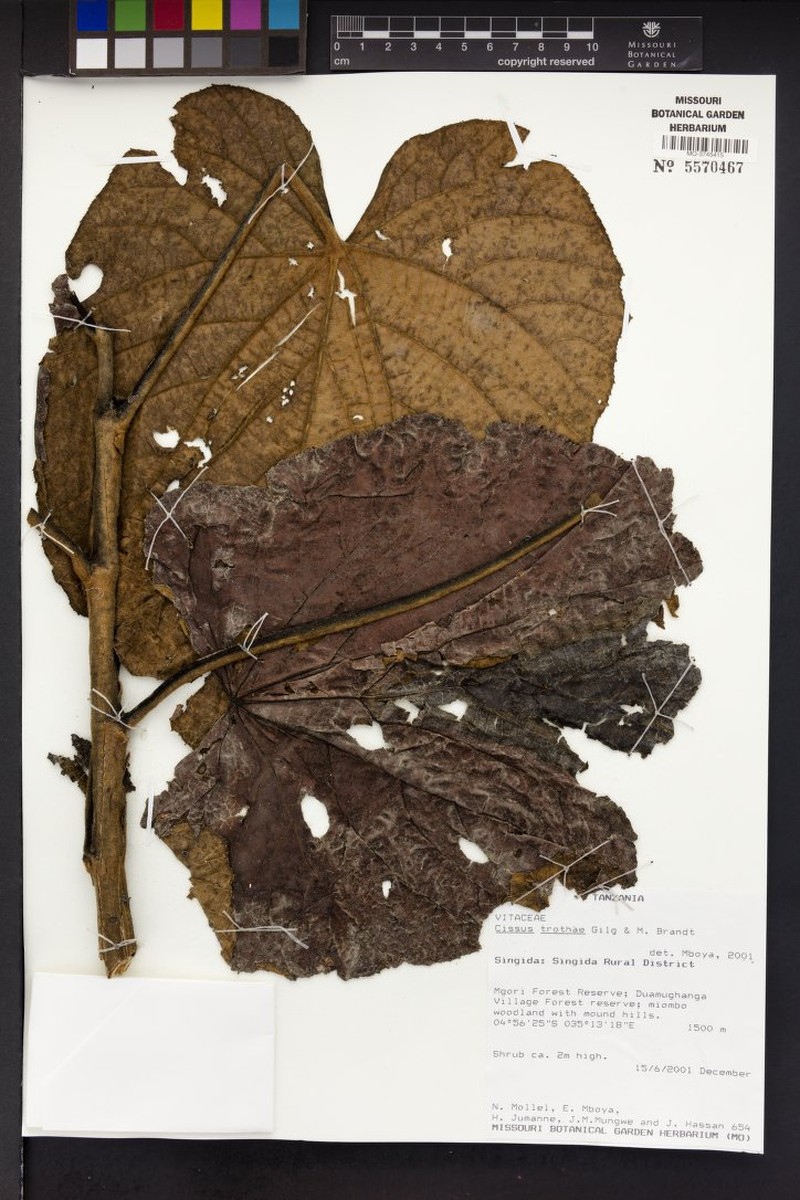 Cissus trothae photo 4
