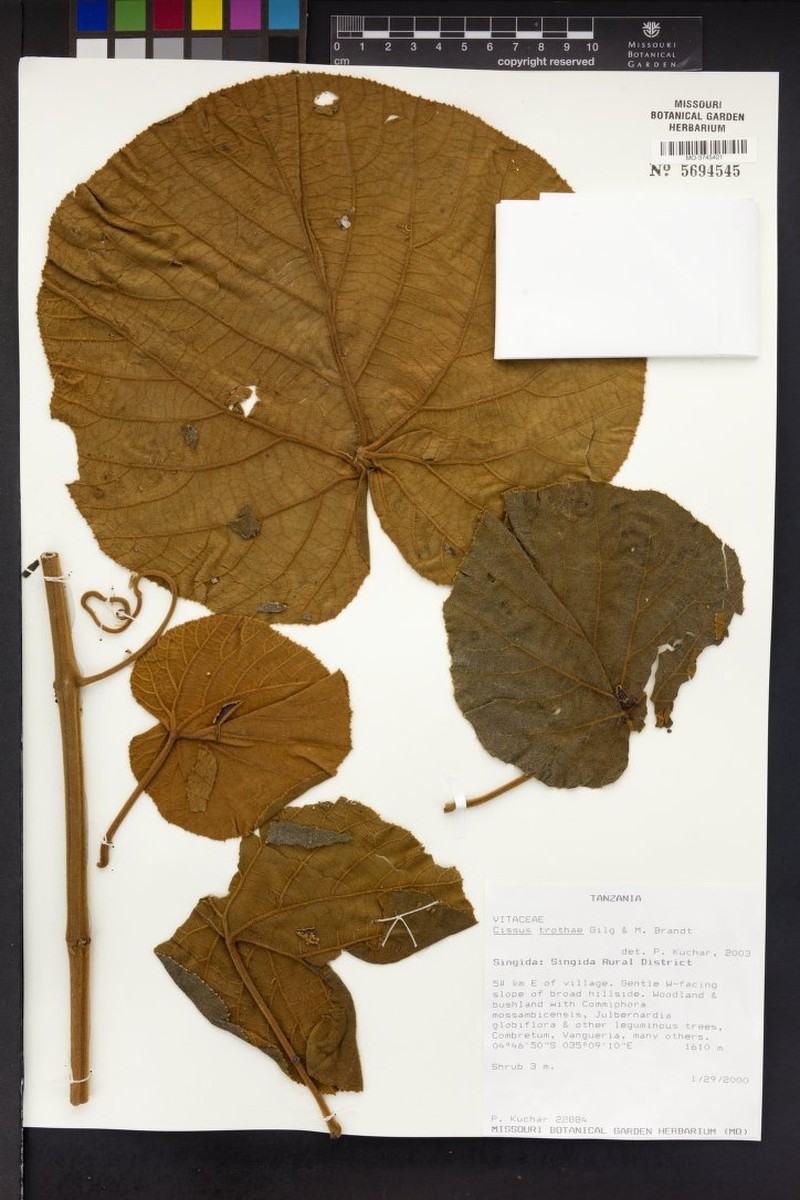 Cissus trothae photo 5