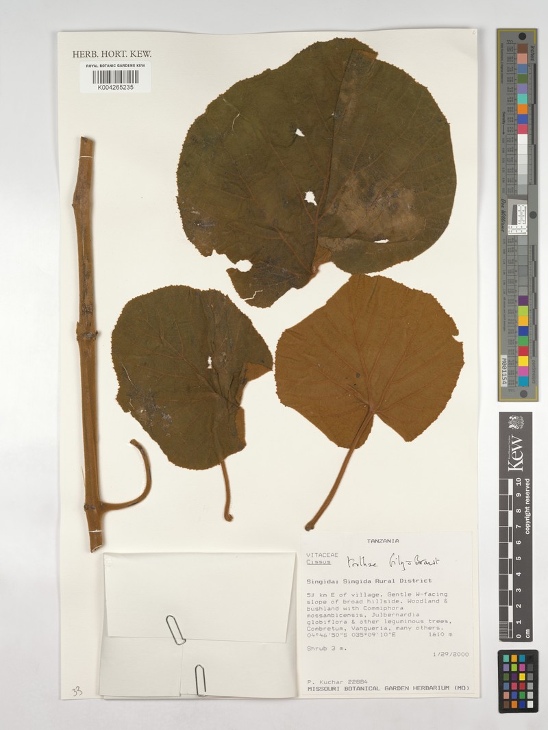 Cissus trothae photo 6