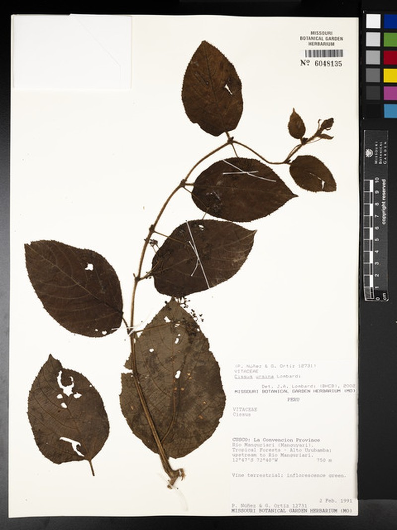 Cissus ursina