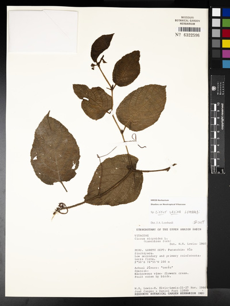Cissus ursina photo 3