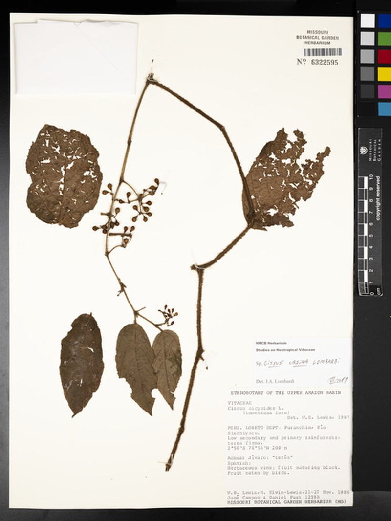 Cissus ursina photo 4