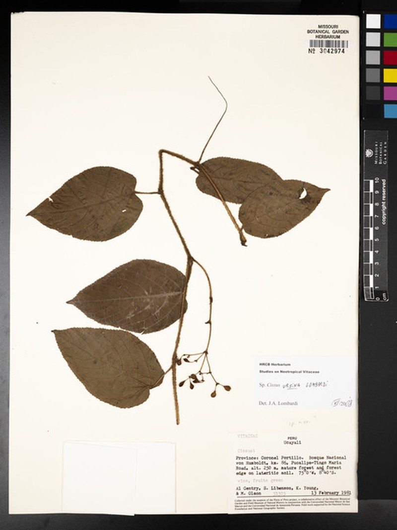 Cissus ursina photo 5