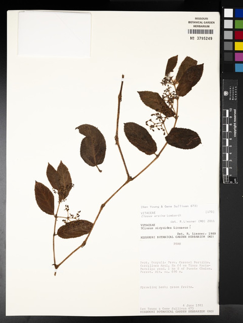 Cissus ursina photo 6