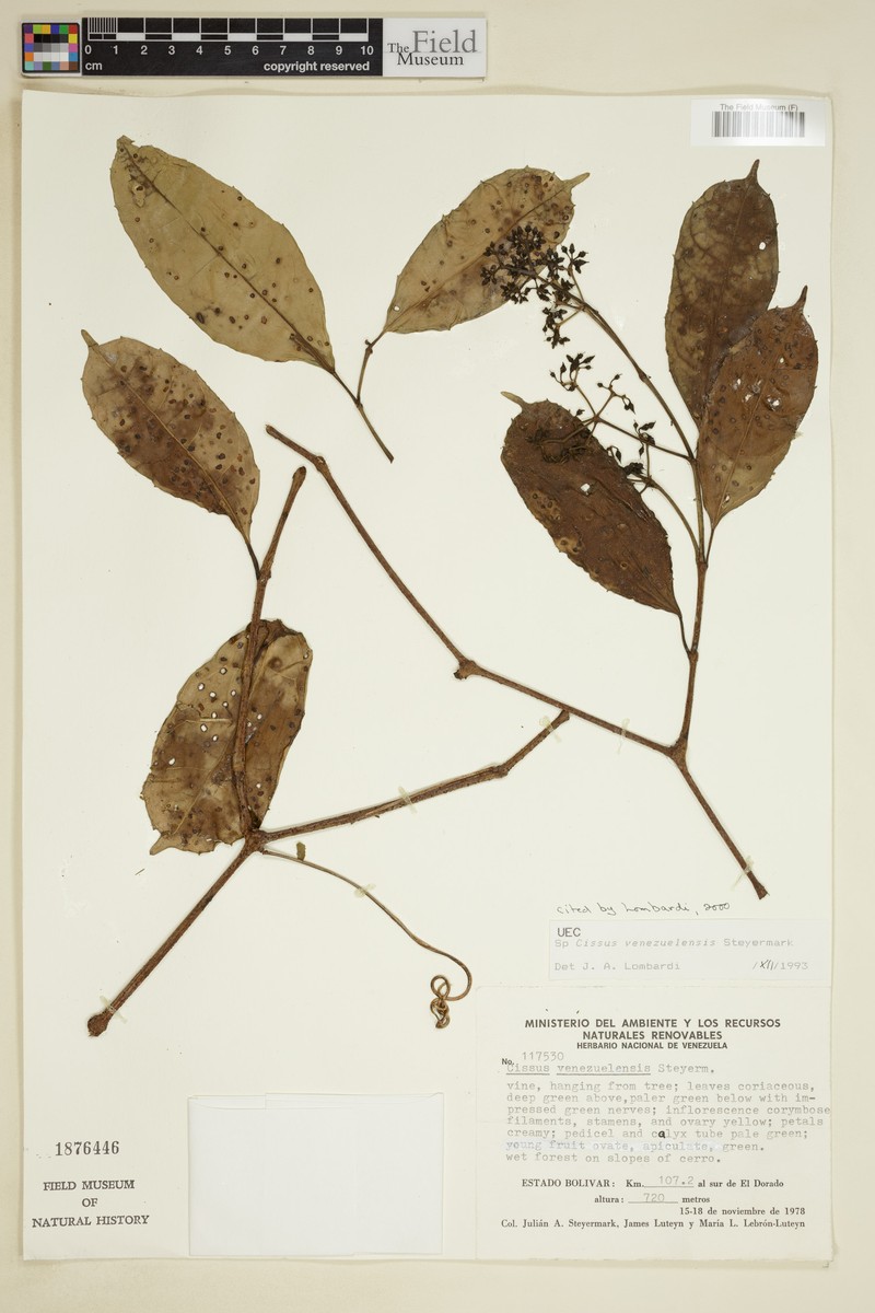 Cissus venezuelensis
