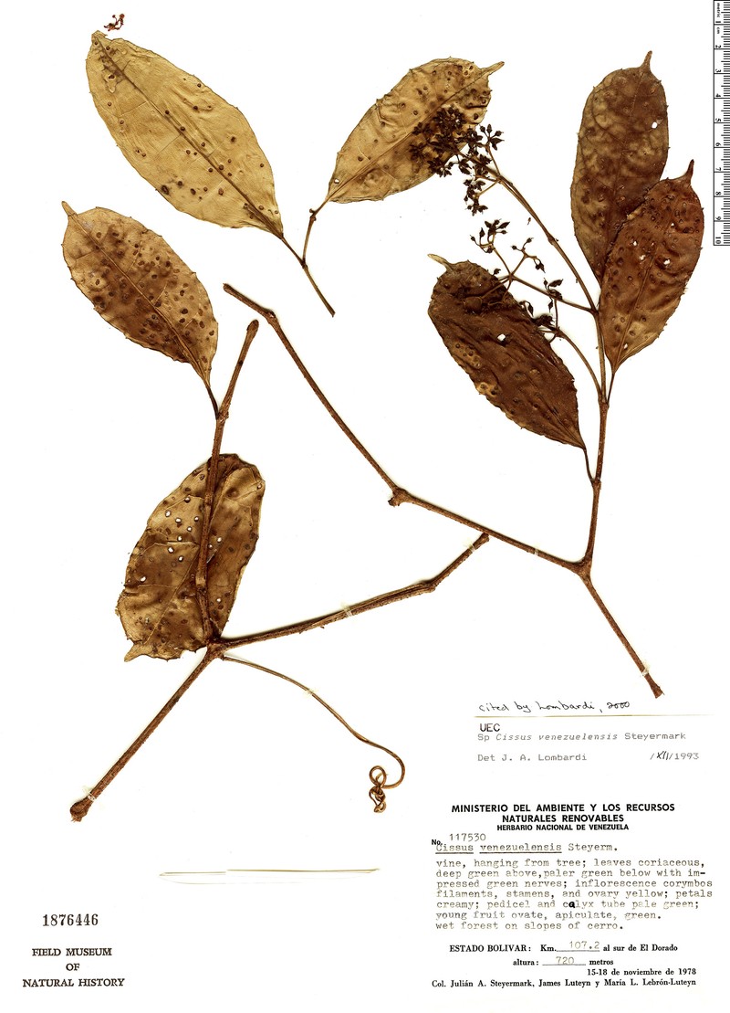 Cissus venezuelensis photo 2