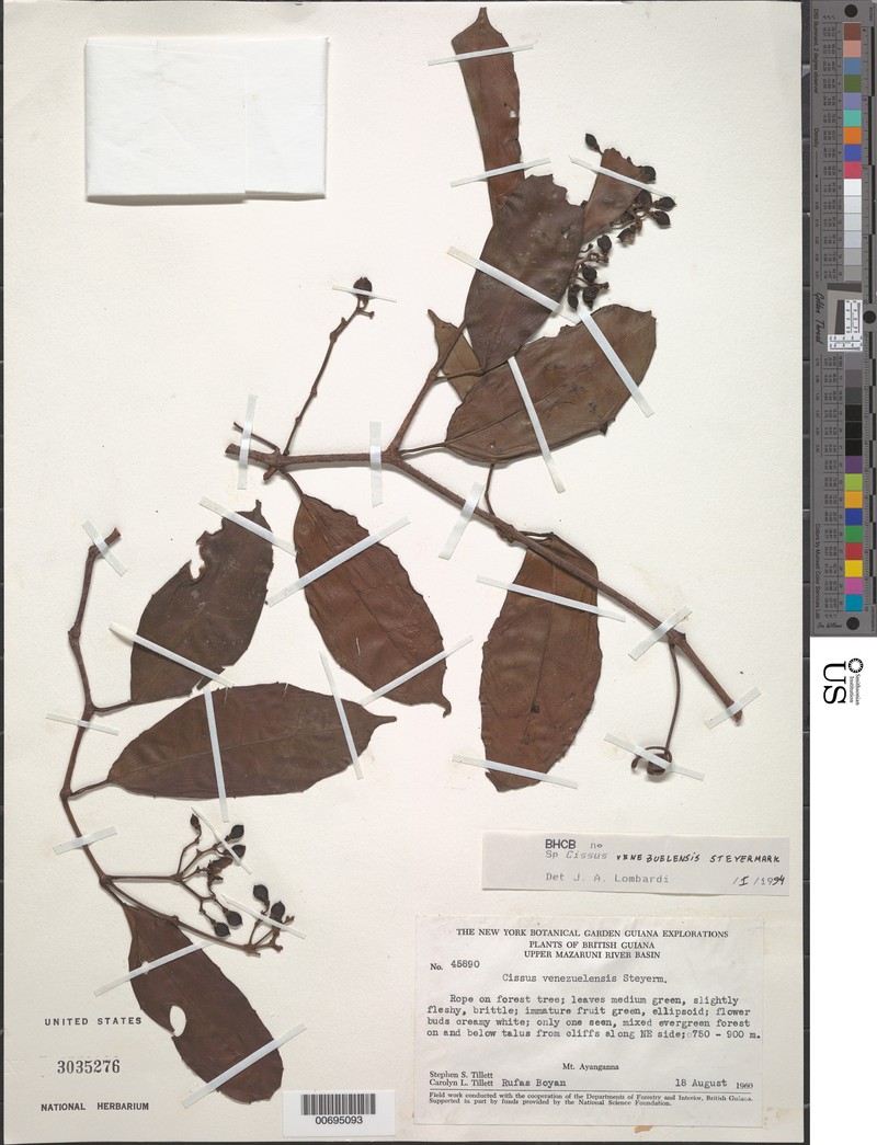 Cissus venezuelensis photo 3