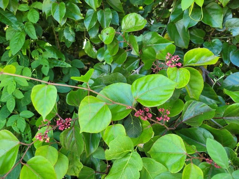 Seasonvine photo 2