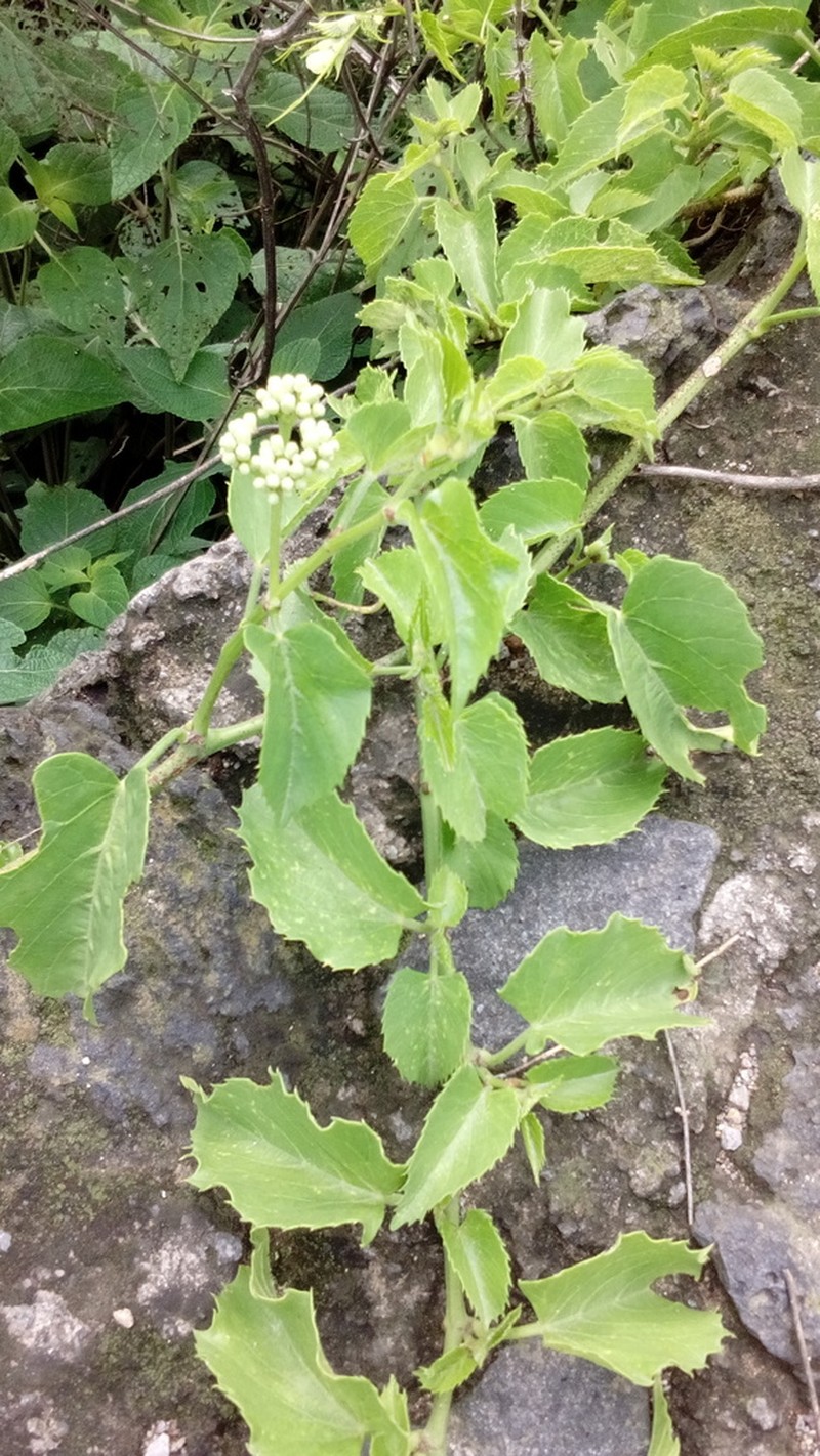 Seasonvine photo 3