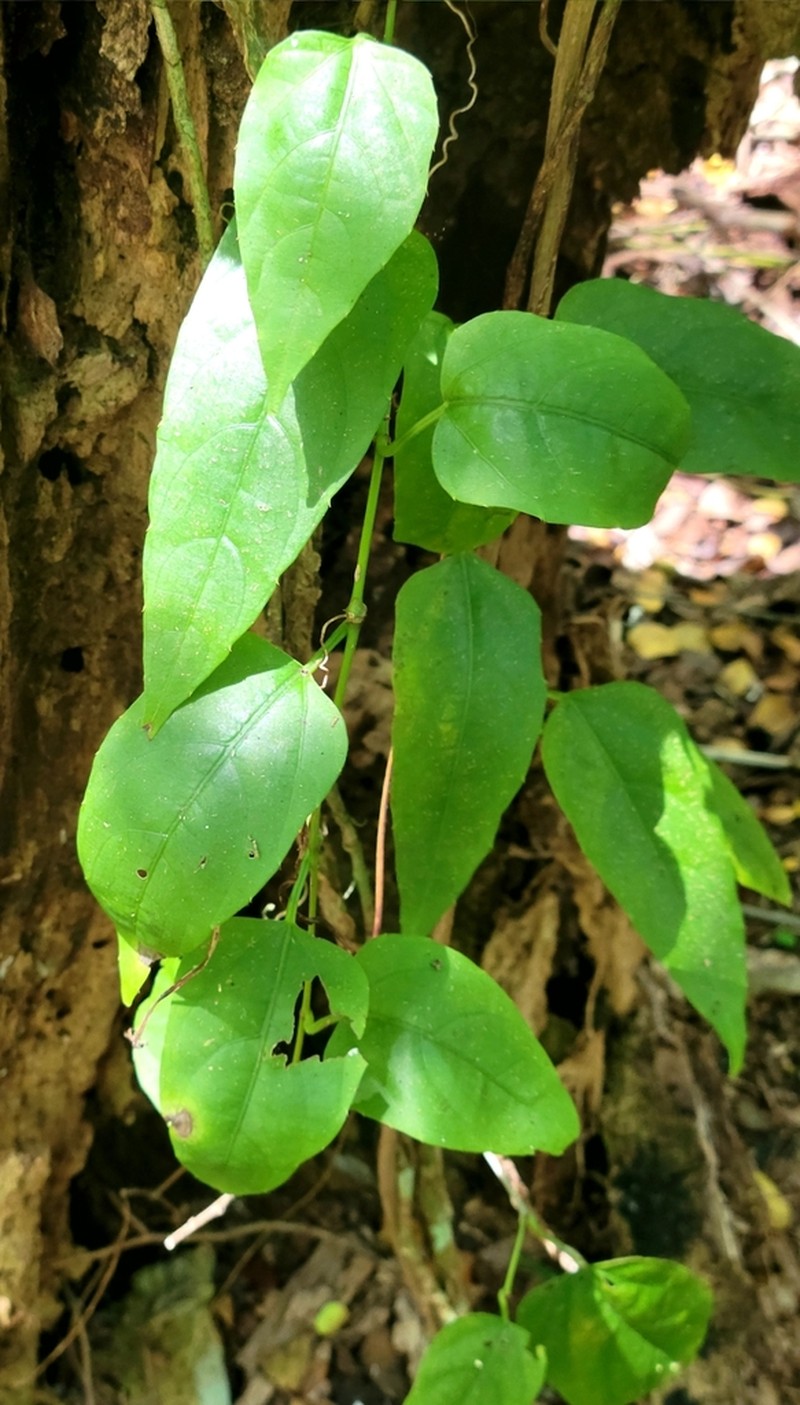 Seasonvine photo 4