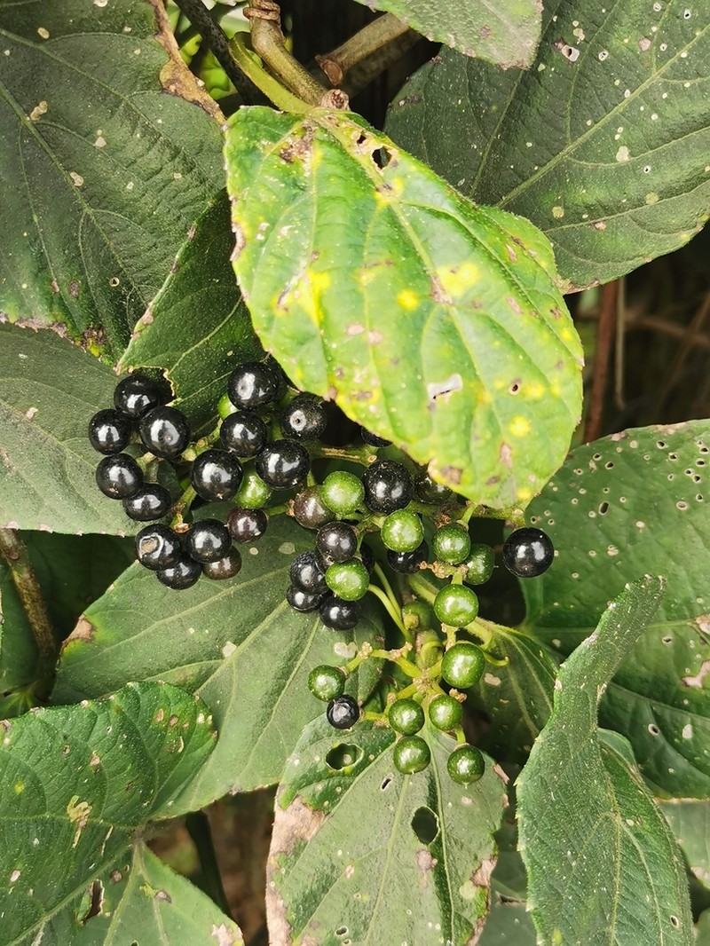 Seasonvine photo 6