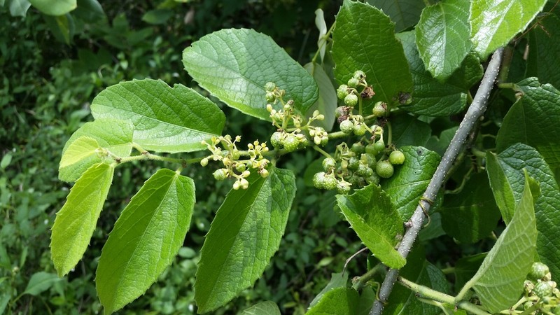 Seasonvine photo 7