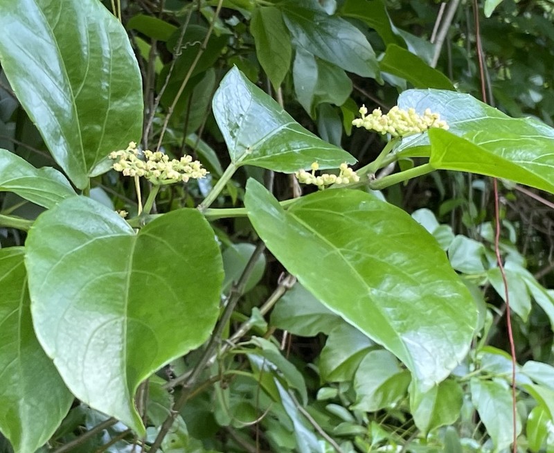 Seasonvine photo 8