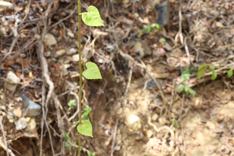 Cissus verticillata subsp. colombiana