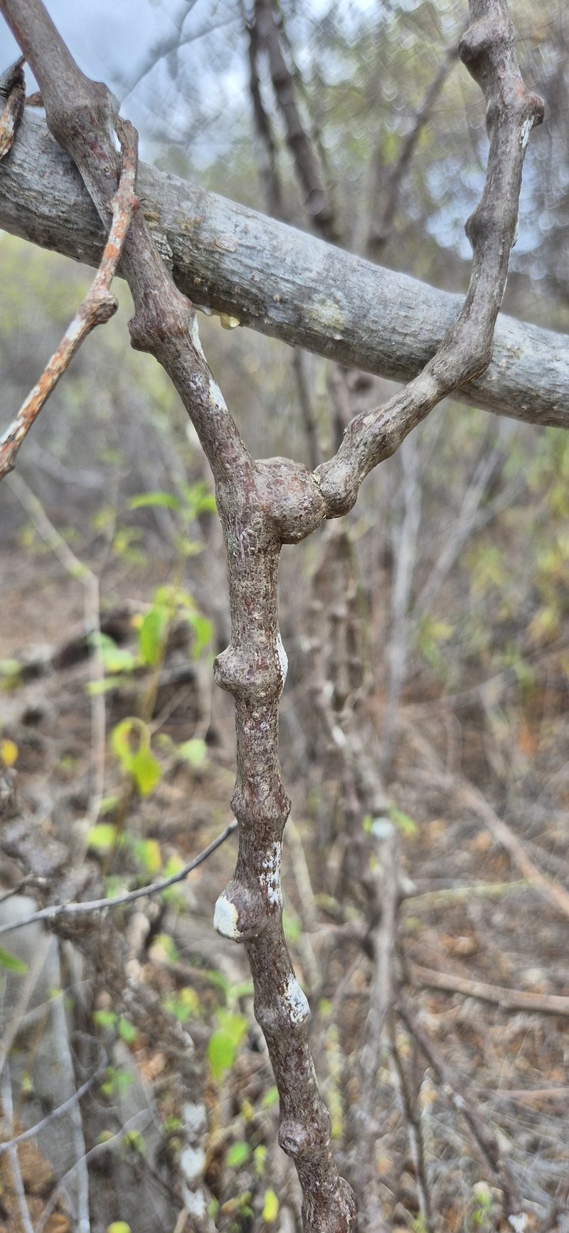 Cissus verticillata subsp. colombiana photo 3