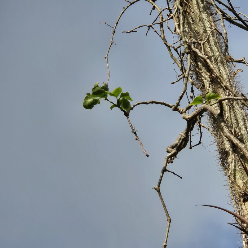 Cissus verticillata subsp. colombiana photo 6