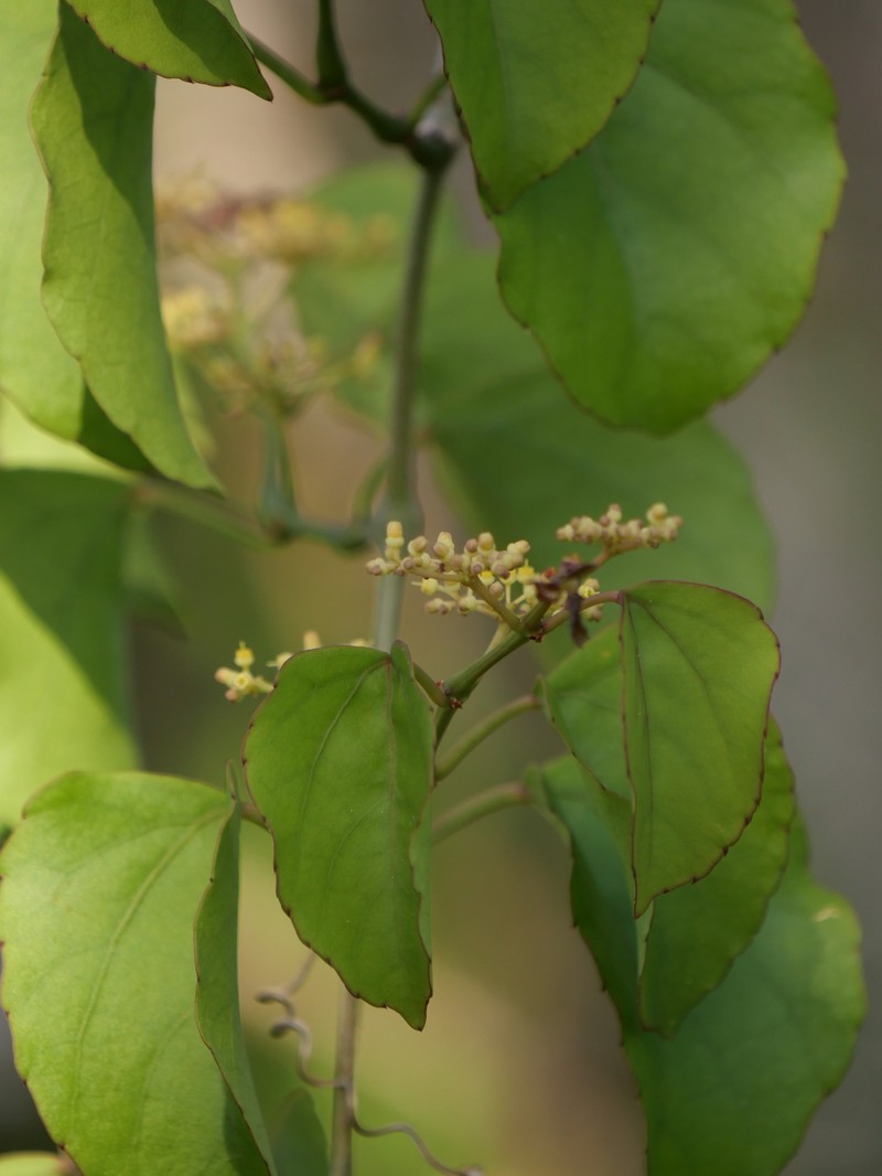 Cissus verticillata subsp. colombiana photo 7