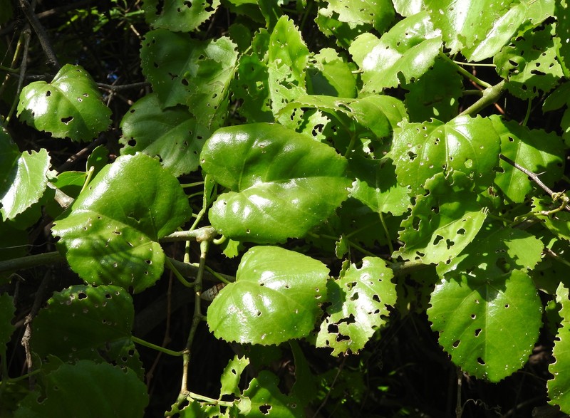 Cissus verticillata subsp. colombiana photo 8
