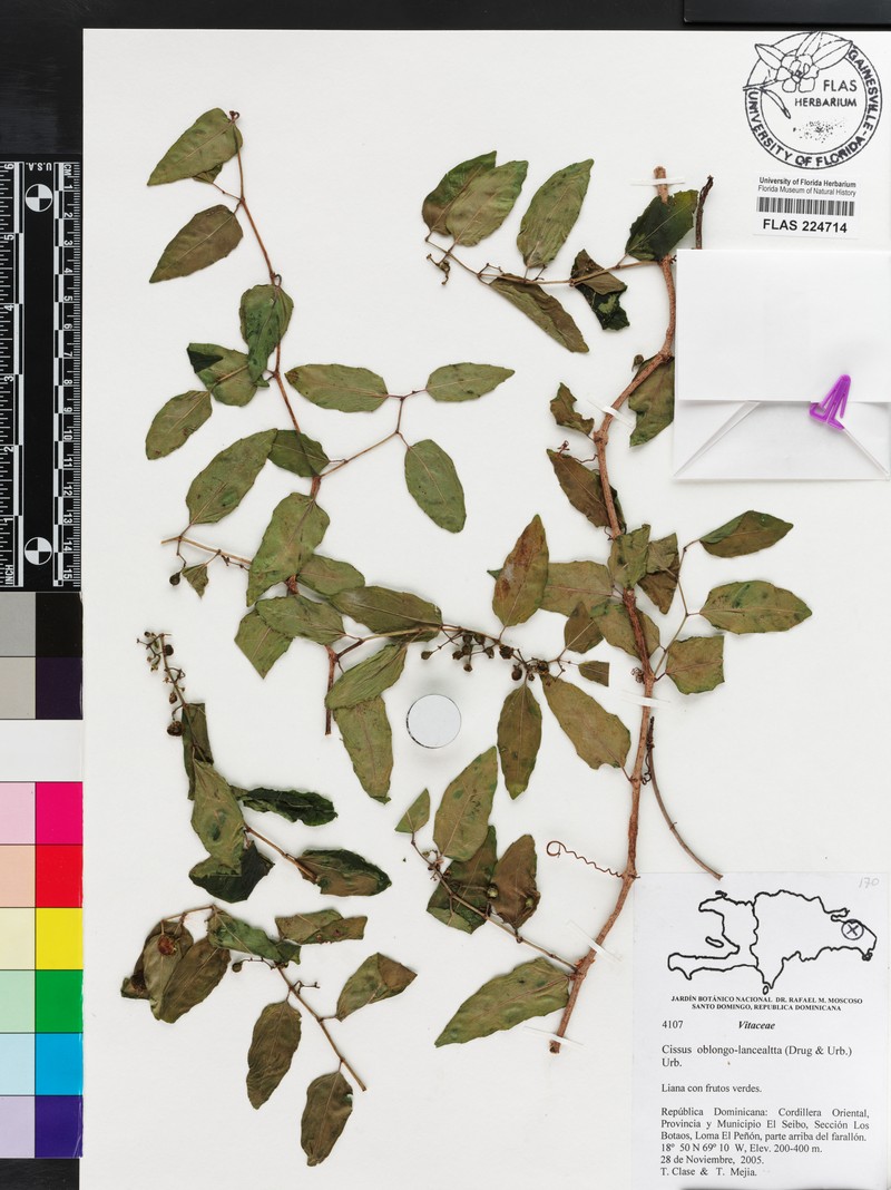 Cissus verticillata subsp. oblongolanceolata