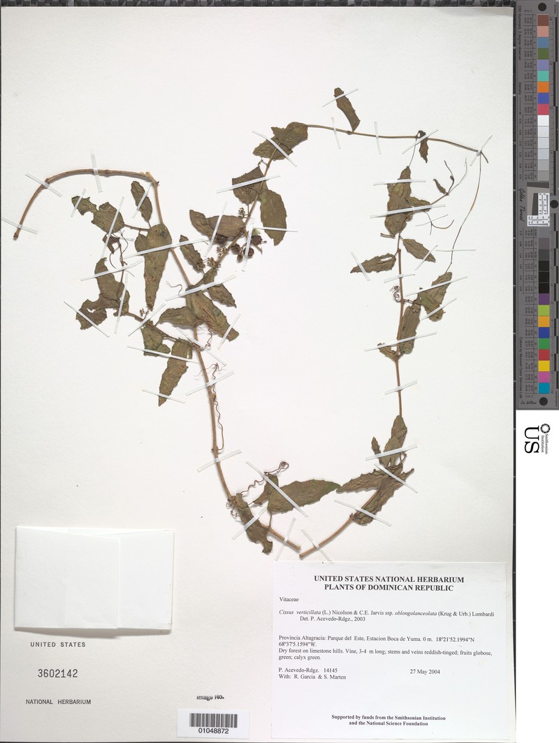 Cissus verticillata subsp. oblongolanceolata photo 2