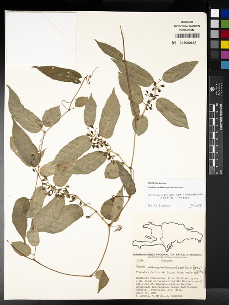 Cissus verticillata subsp. oblongolanceolata photo 4