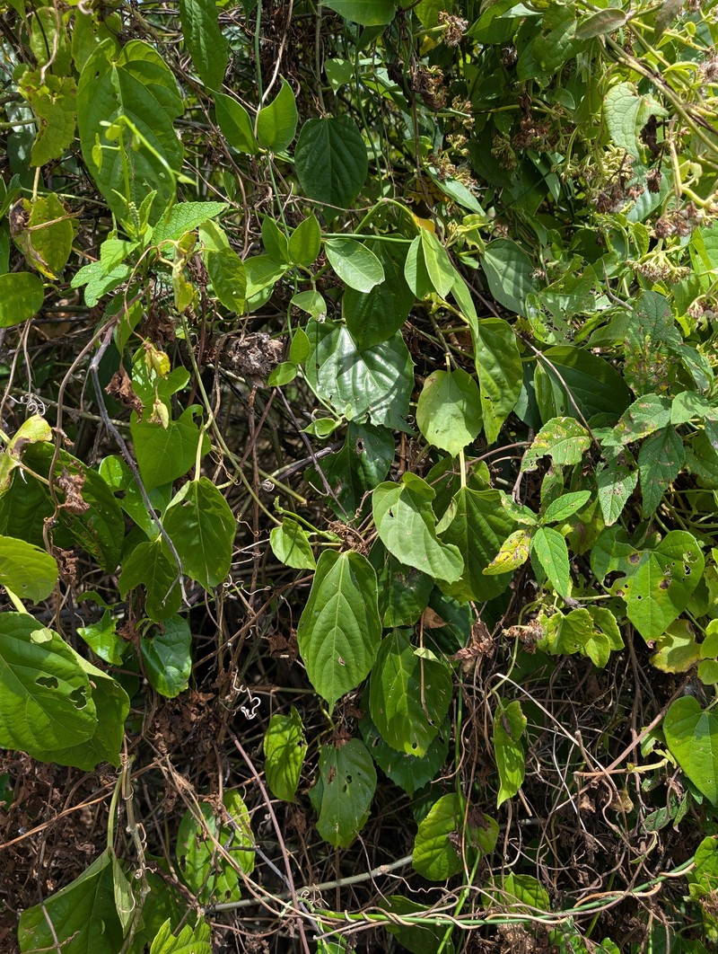 Cissus verticillata subsp. verticillata