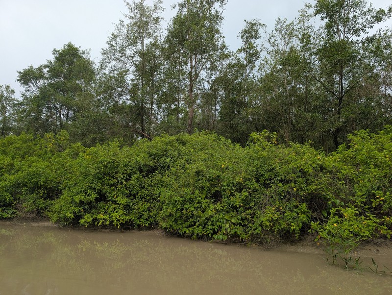 Cissus verticillata subsp. verticillata photo 2
