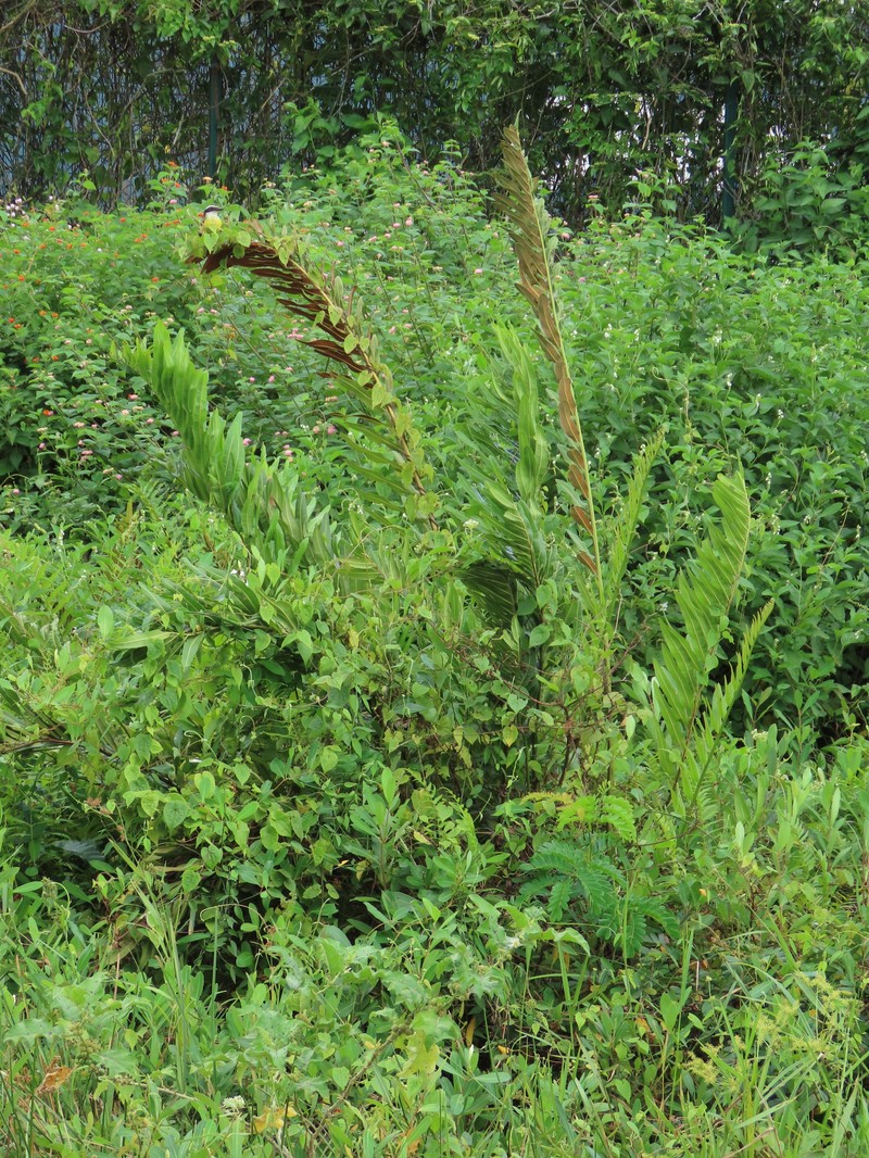 Cissus verticillata subsp. verticillata photo 3