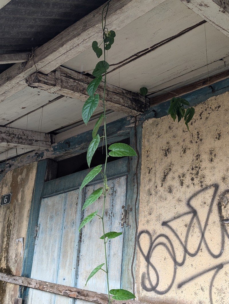 Cissus verticillata subsp. verticillata photo 4