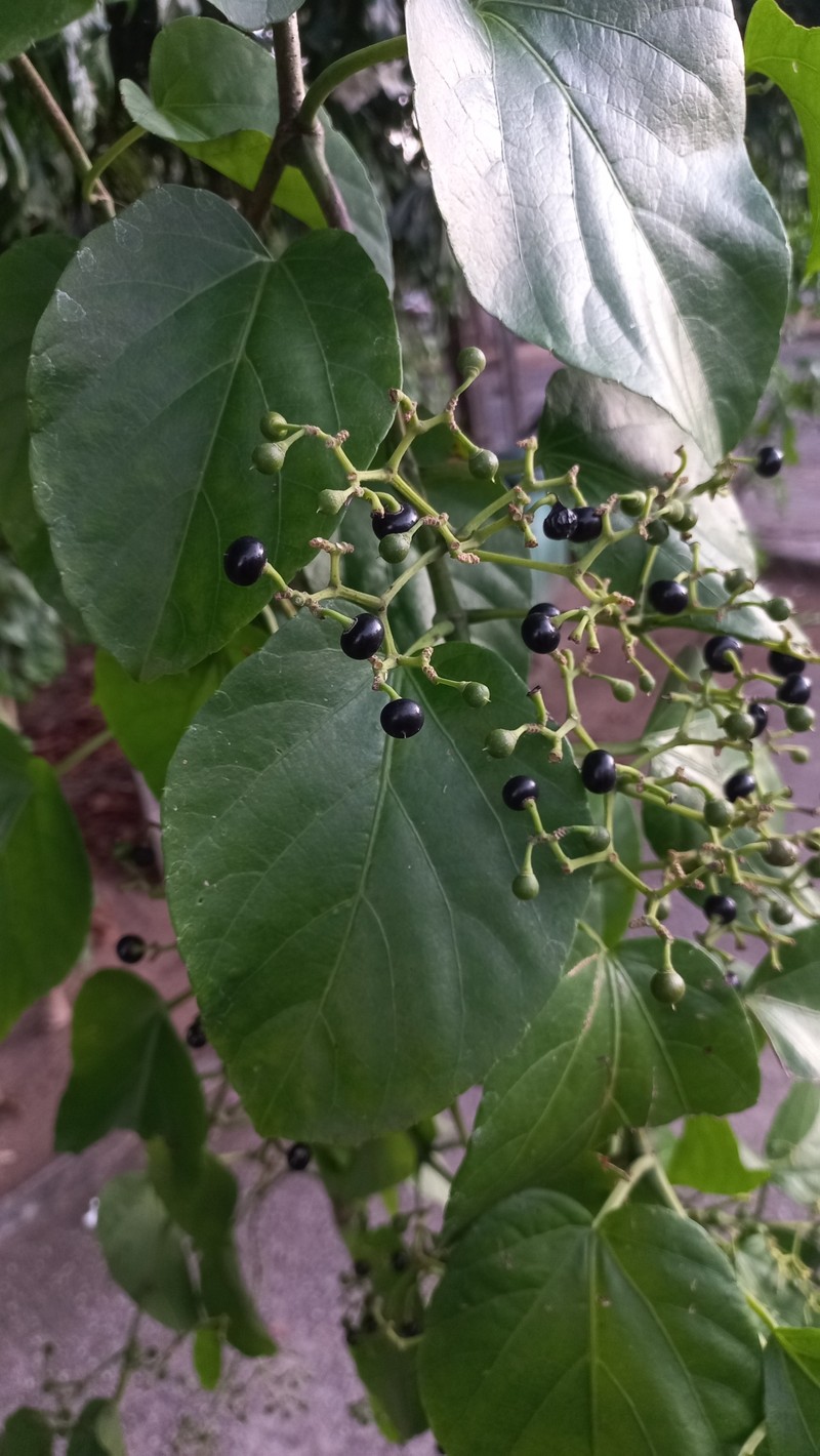 Cissus verticillata subsp. verticillata photo 5