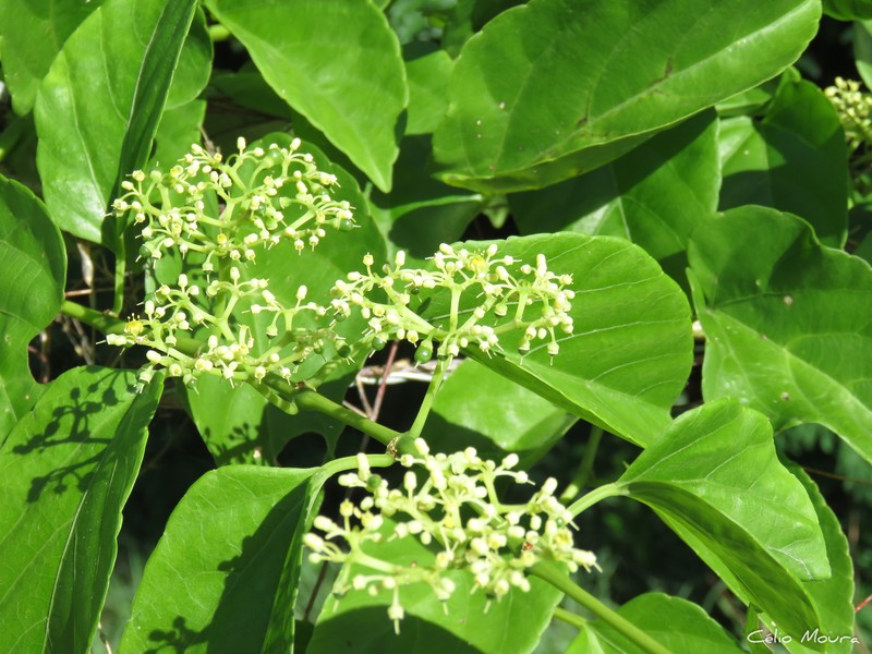 Cissus verticillata subsp. verticillata photo 6
