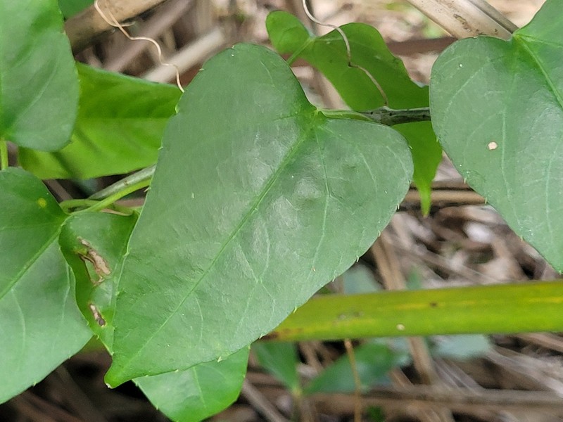 Cissus verticillata subsp. verticillata photo 8