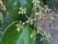 Cissus vinosa