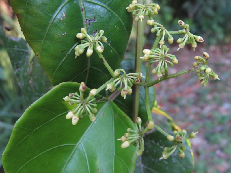 Cissus vinosa