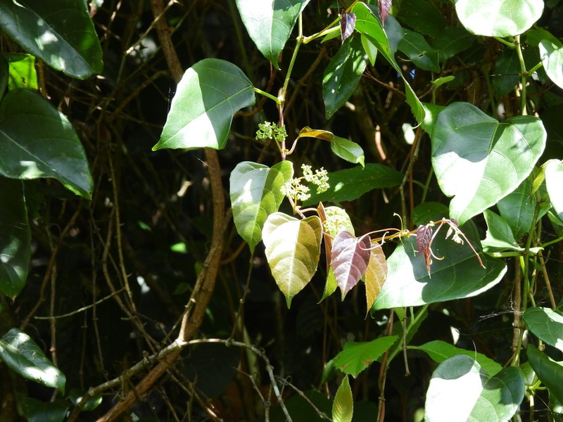 Cissus vinosa photo 2