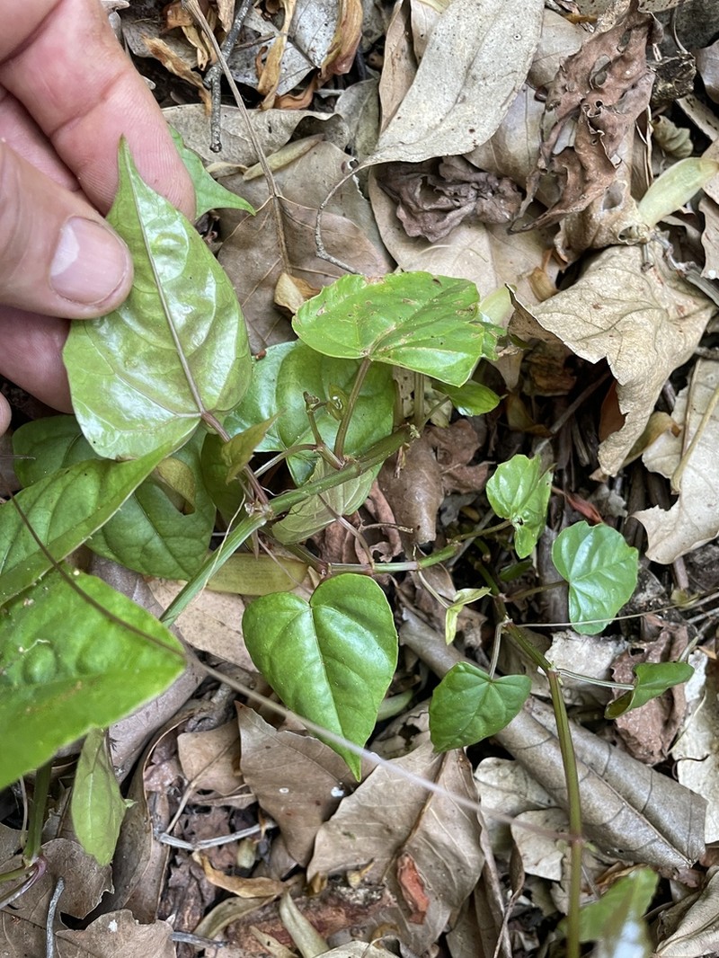 Cissus vinosa photo 3